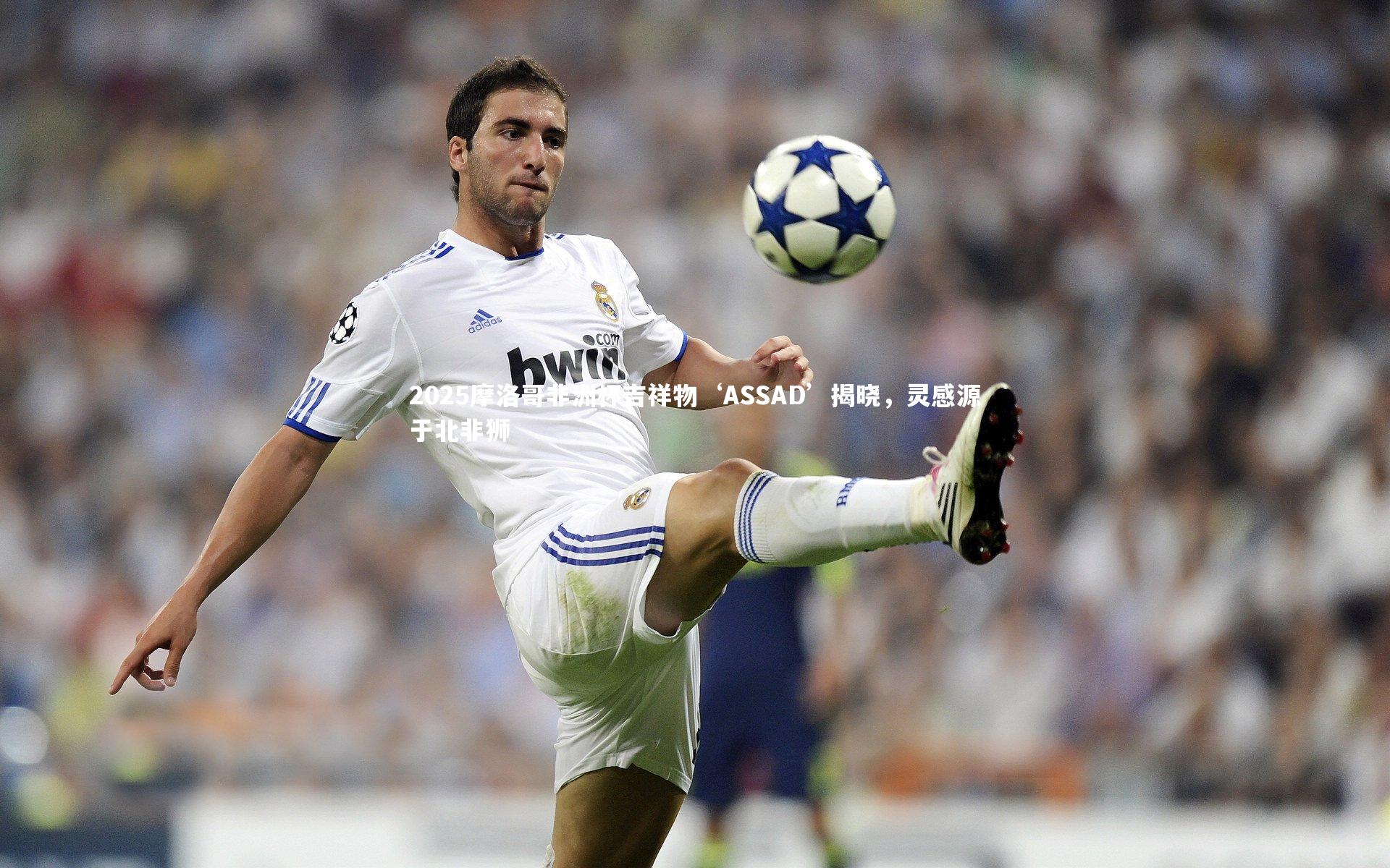 2025摩洛哥非洲杯吉祥物‘ASSAD’揭晓，灵感源于北非狮